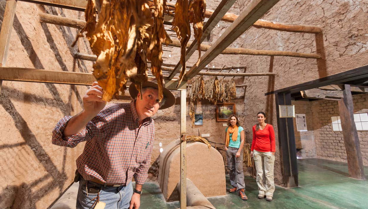 Ruta del tabaco por el valle de Lerma - Foto 1