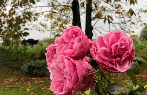 Ferienhaus Peerhus in Katingsiel zwischen Tönning und St Peter Ording - Foto 13