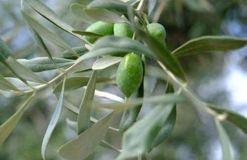 Ladanos Apartment Thassos - Foto 22