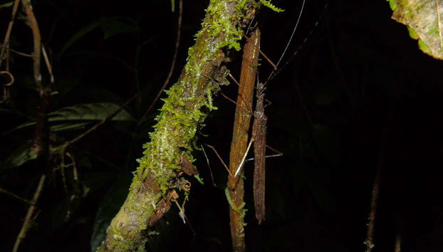 Insectos en la finca Río Agujitas