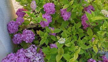 maison spacieuse et lumineuse+ studio - Foto 2