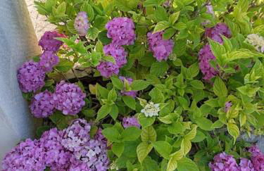 maison spacieuse et lumineuse+ studio - Foto 2