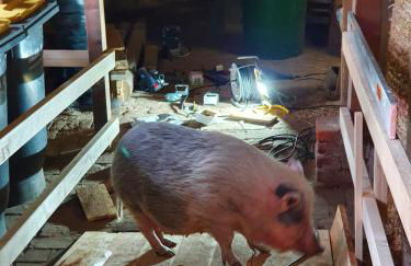 Gnaden- und Ferienhof Saale Wittgenstein in the middle of gar nix - Foto 55