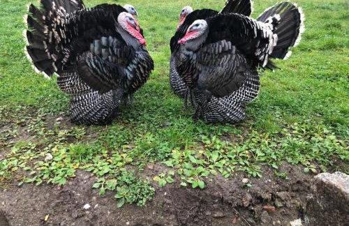 Gutshof Dragefeld - Foto 23