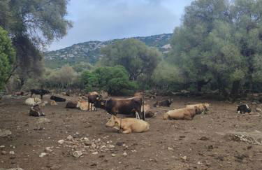 Dommu de Nannai Moro: Appartamento con terrazza - Foto 24