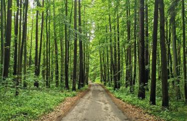 Między Brzozami - Foto 32