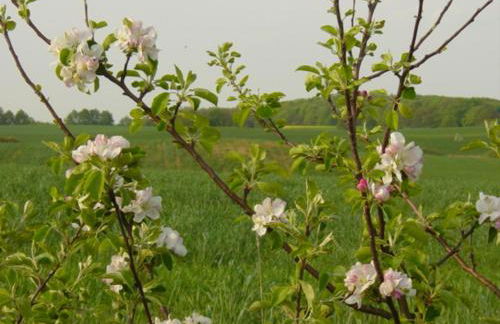 Seeresidenz Klink - Foto 27