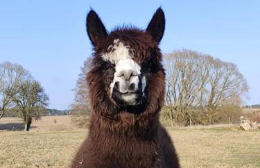 Smocze Ranczo 2 - Foto 74