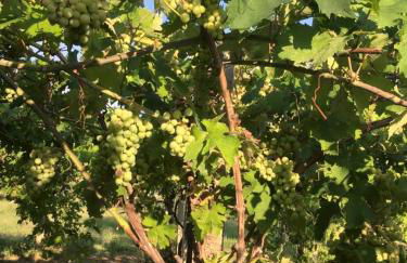 Azienda Agricola Perconti - Foto 81