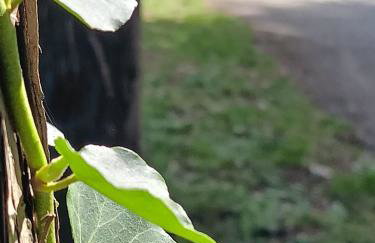 CASA DIDYMA - Foto 69