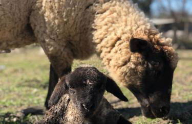 Monte da Rochela - Foto 8