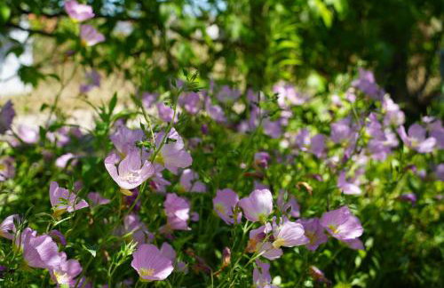 Dream in Chalkidiki 2 bedroom villa with garden - Foto 73