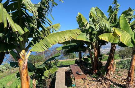 CASAS EN FINCA ECOLÓGICA LA ESPIRAL, NATURALEZA, CALMA Y VISTAS al MAR, - Foto 37