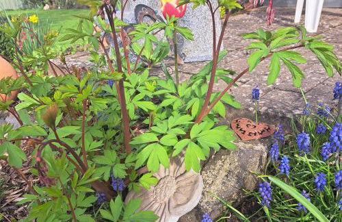 Pension Andrea - Photo 20