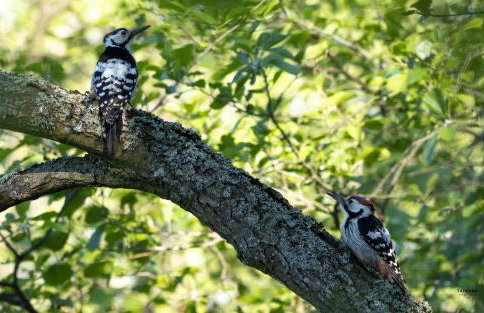 TATANKA Dom w Puszczy & SPA na Polanie - Foto 46