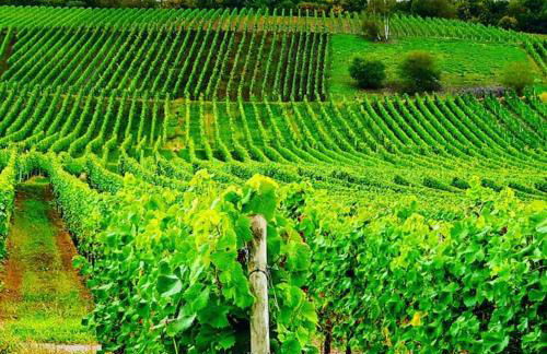 Elegant Apartment with Direct River View, Balcony and Parking in Bernkastel-Kues - Photo 58