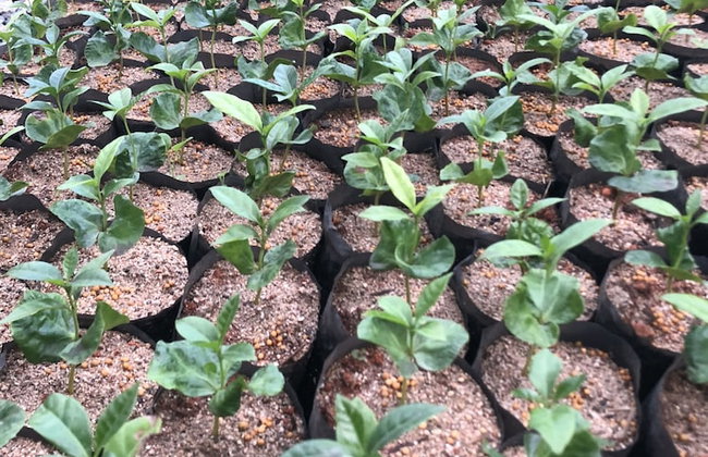 HACIENDA ILUMINADA ECO RETREAT - Foto 33