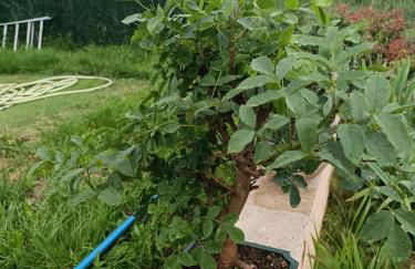 Villa près des remparts - Foto 22