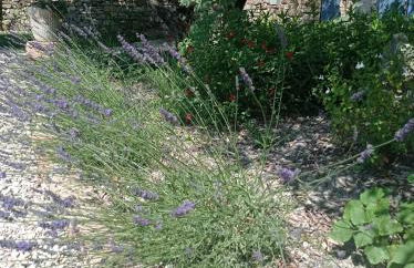 Le Mas des oliviers - Foto 16