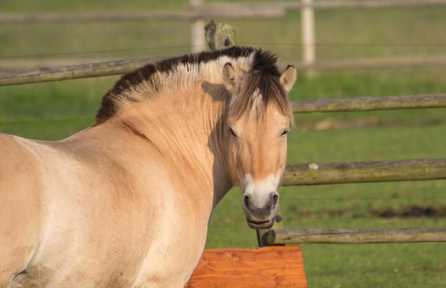 Zoopark Zelčín - Foto 54