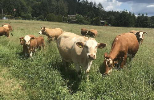 Ferienhaus Ilfeld - Foto 14