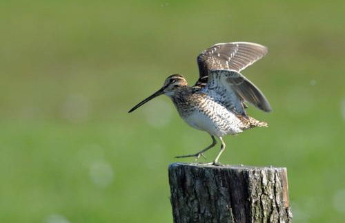 Ferienhaus 2 Köhr-Eickhoff - Foto 10