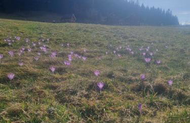 Domki na Zagroniu - Foto 53