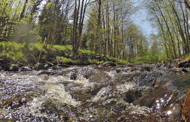 Log Cabin in Hasselfelde Near Harzer-hexen-stieg - Foto 14