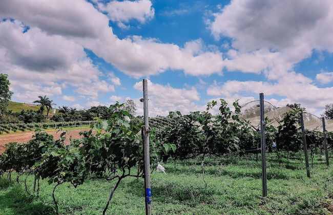 Recanto das Videiras - Foto 35