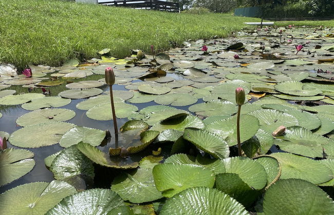 Koffiemama Tree B&B - Photo 28