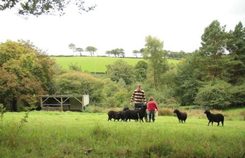 Rhydyfantwn Fach Cottage, Cardigan - Foto 25