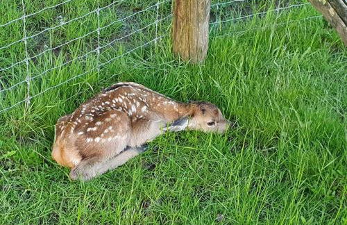 Gîte Le Bois Clairet - Foto 23