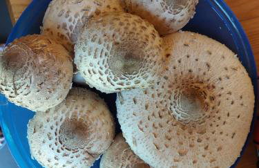 Pauza Drzewoszewo - Dom nad jeziorem - Foto 14