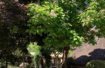 Sunflower Cottage - Photo 8