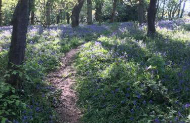 Pine cottage with private hot tub - Photo 26