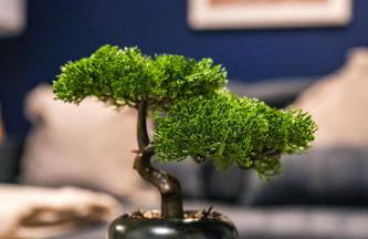 Mayfield House - Photo 23