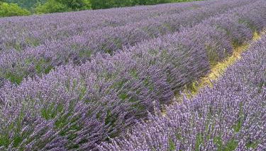 Les Gites De La Gassende - Foto 4