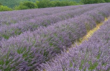 Les Gites De La Gassende - Foto 4