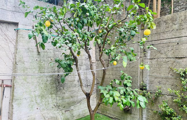 Lemon Tree Resort - FreeParking - Foto 32