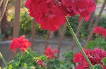 Apartman Anita - Foto 26