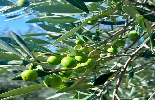 Villa in Tuscany with Pool and Olive Grove - Photo 11