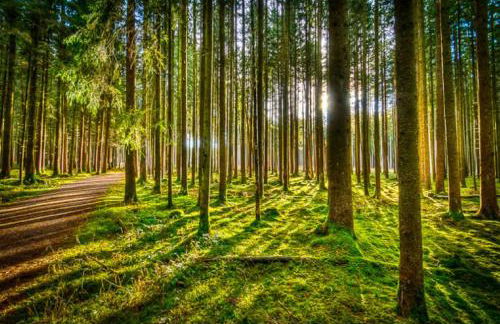 Casas Al Pie del Árbol - Foto 49