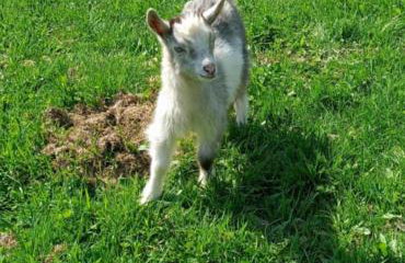 Agroturystyka u Chlebków - Photo 6