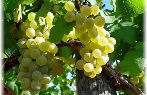 Ferienwohnung Pfrang - Foto 36