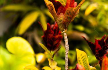 Villa Laurisilva - Foto 20