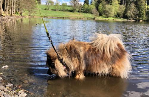 Hundeurlaub im Tiny House im Wald - Foto 44