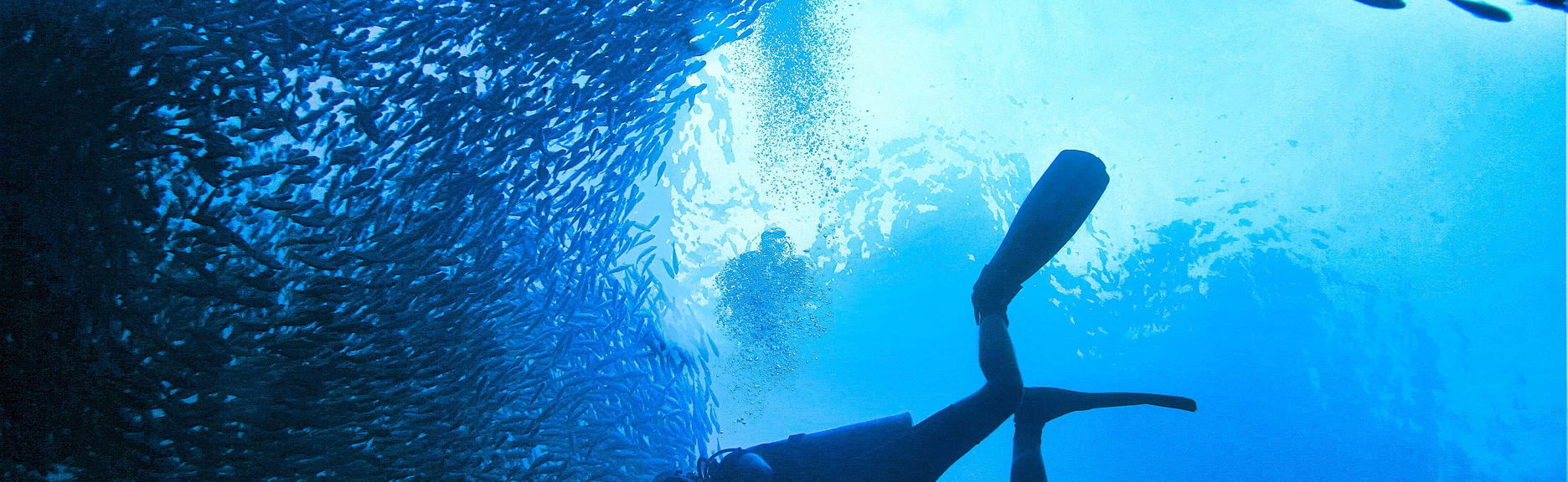 Bautismo de buceo en Koh Phi Phi Lee