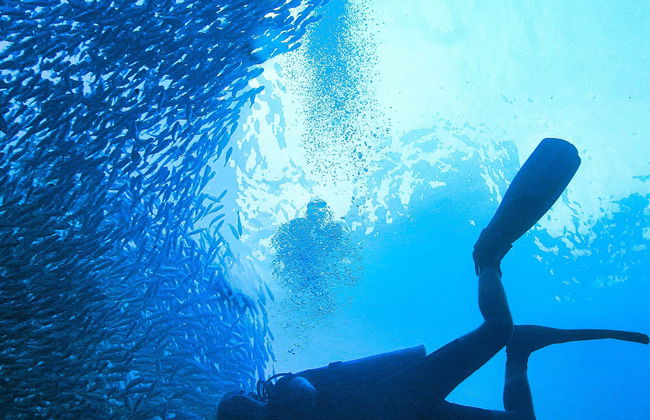 Bautismo de buceo en Koh Phi Phi Lee - Foto 1