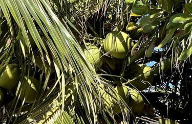 Casa de frente para o mar, pé na areia! - Foto 15