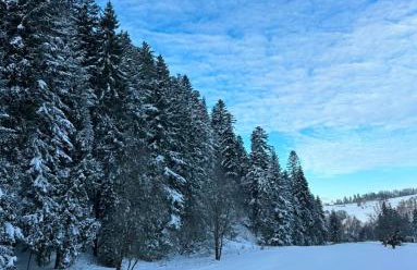 Leśna Przystań Gorce - Foto 26